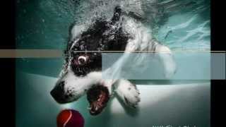 Underwater dogs by Seth Casteel / Eels - Dog`s Life