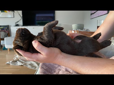 Where are the iOS 14.7.1 and iOS 15 Beta 4 videos?? See video and description.