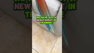 We Have Got a New Parrot In Training!