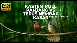 Download lagu 🔴 Live Masteran Kapas Tembak Gacor Roll Panjang vs Tepus Kepala Abu Abu Gacor Kasar mp3