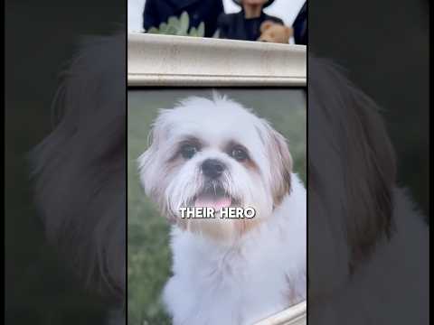 This Doggy Crashed Into a Window at 3AM❤️🐶