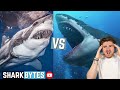 Great White Shark VS Megalodon!