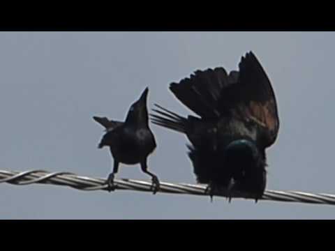 nature in my backyard episode 228 (HD)