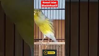 Download lagu Kenari Gacor Nembak Panjang Cuit Cuit Isian Blackthroat ‼️ - Kicau Mania Shorts mp3 Download lagu Kenari Gacor Nembak Panjang Cuit Cuit Isian Blackthroat ‼️ - Kicau Mania Shorts mp3