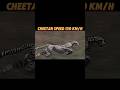 The Fastest Creature On Land Trending Animals Lion Horse Cheetah Springbok Viralvideo Short