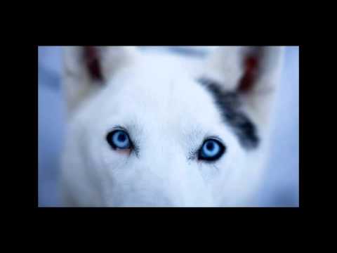 Dj Kuba and Neitan - Deejay Deejay (Peppermint Remix)