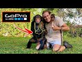 I Strapped A GoPro On A Chimpanzee
