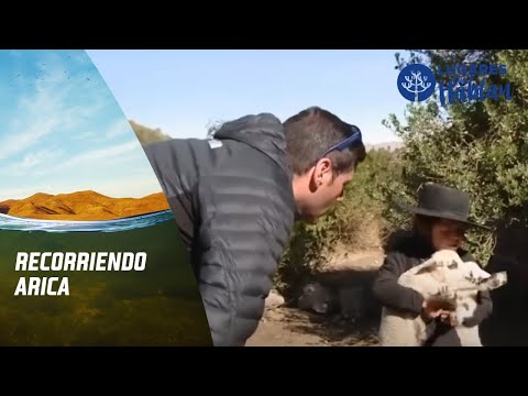 Pancho Saavedra / Lugares que Hablan, Arica, Canal 13.