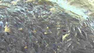 preview picture of video 'Ryan feeding the carp at Linesville, PA Spillway June 16th.'