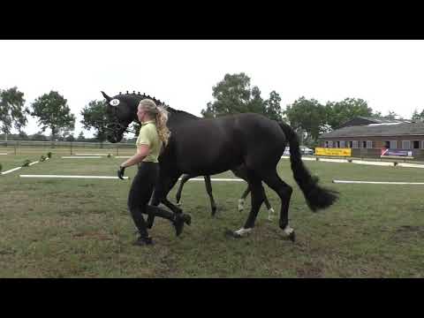 Sudweyher Fohlentermin 2020 - Kat.-Nr. 47