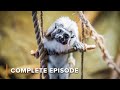 Madagascar's Jurassic Era  | Land of Gremlins 102+103