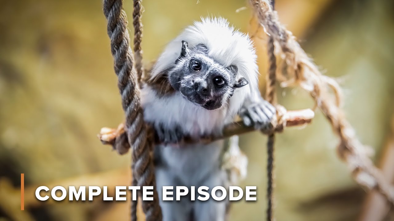 Madagascar's Jurassic Era  | Land of Gremlins 102+103