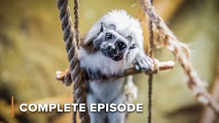 Madagascar's Jurassic Era  | Land of Gremlins 102+103