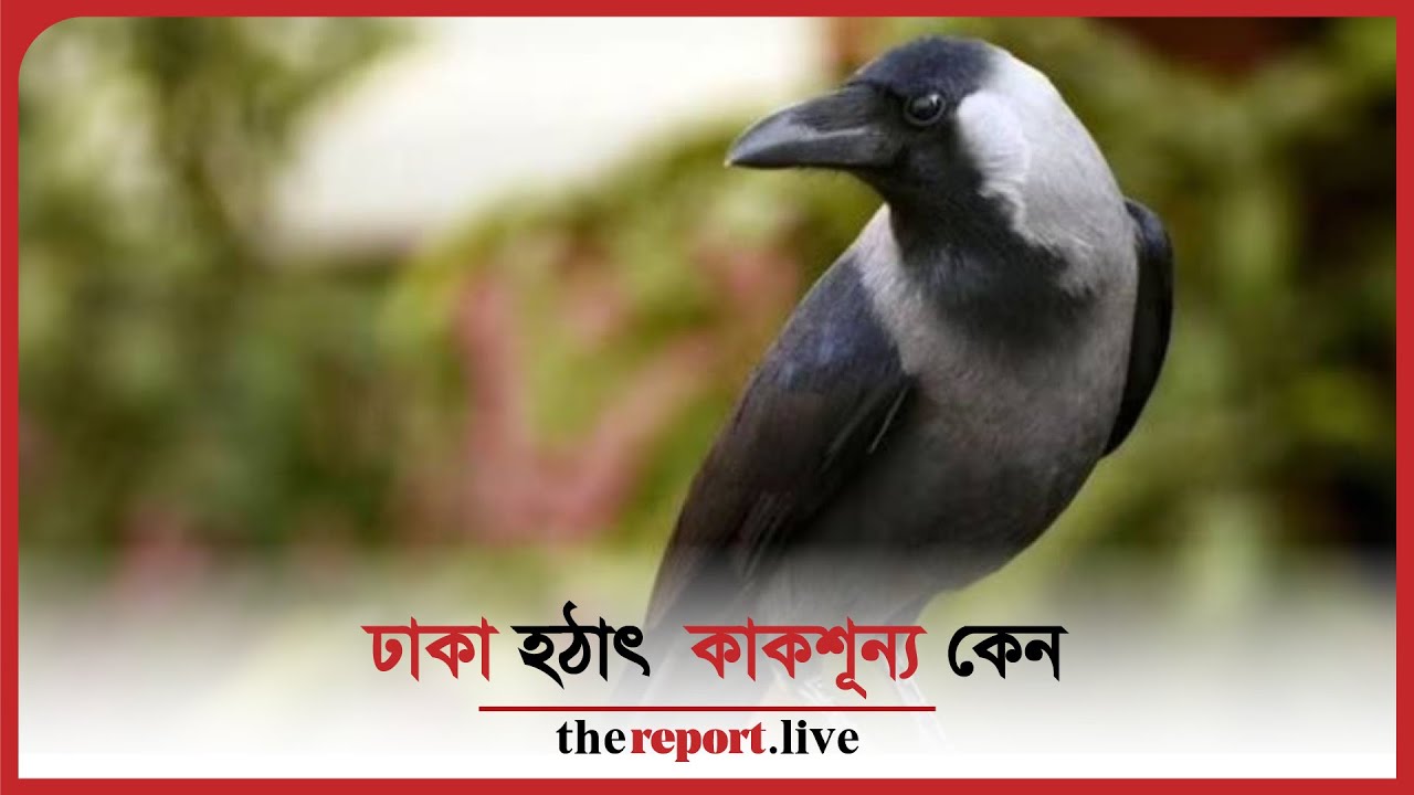 Dhaka: Absence of crow explained