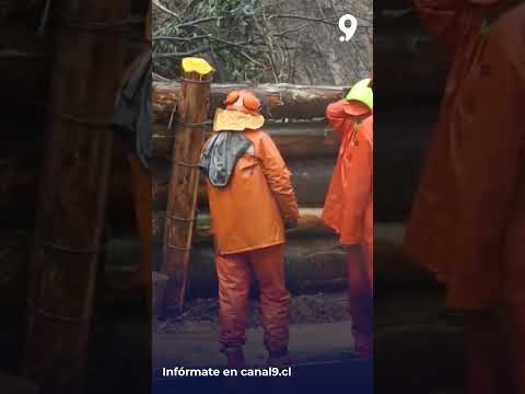 Trabajador muere en Negrete tras caída de árbol durante labores por sistema frontal