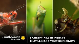 Paranormal Insects 6 Creepy Killer Insects That’ll Make Your Skin Crawl 🐛 Smithsonian ...