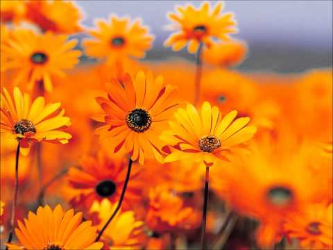 Muhammad (s) or Jesus (a) . a comparative study