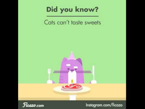 Why can cats taste sweet things? - Ficazo