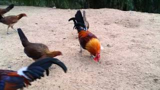 Feeding time. American game fowl