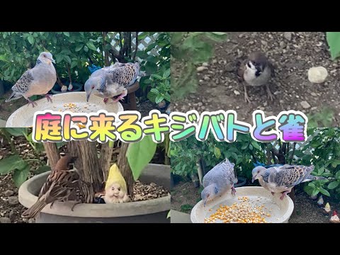 2025年6月総集編✴︎庭に来るキジバトと雀
