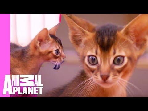Abyssinian Remy Steals the Spotlight | Too Cute!
