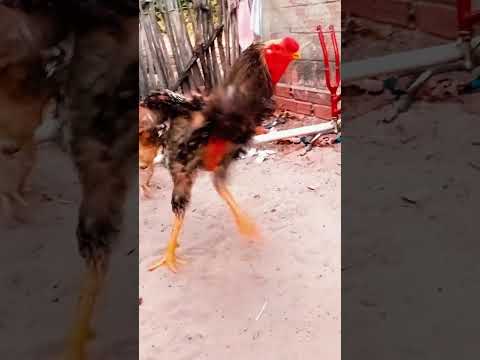 Criatorio ig tio San Pindoretama Ceará Duque aproveitando o passeio no quintal