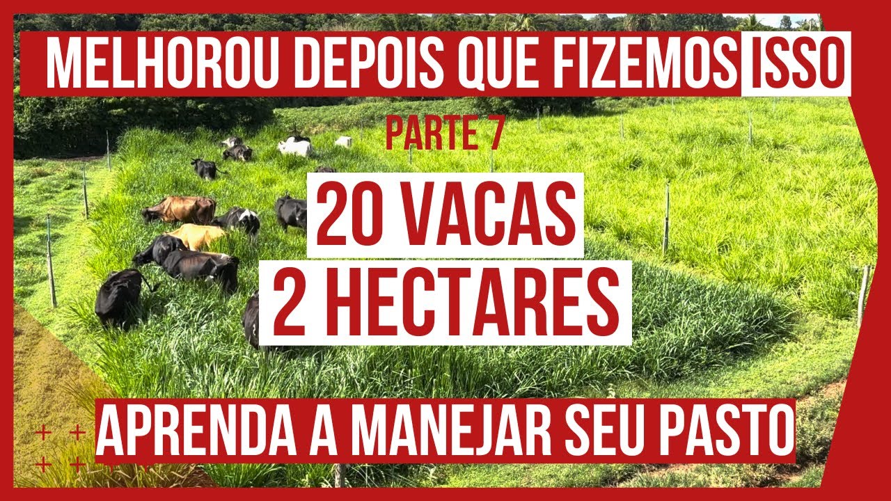 PROJETO de PASTEJO ROTACIONADO ADUBADO e IRRIGADO em ANDAMENTO para VACAS DE LEITE #PARTE7