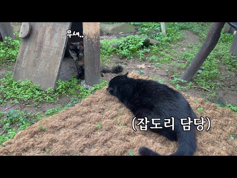 잡도리 당하고 순둥이가 된 아기고양이