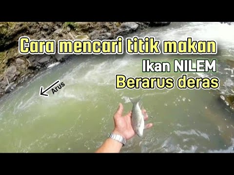 CARA MENCARI TITIK MAKAN IKAN NILEM