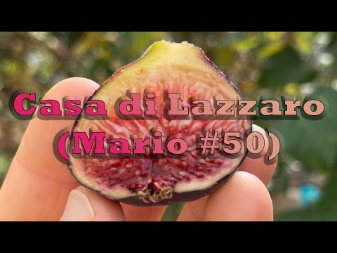 Fig Variety Review: Casa di Lazzaro (Mario #50)