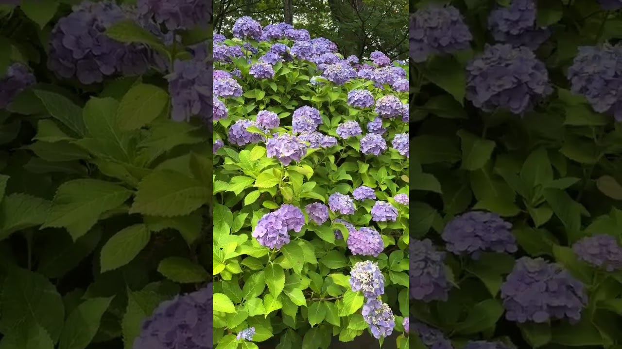 YouTube Short thumbnail