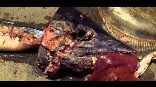 Insomniacs Club, Landshapes