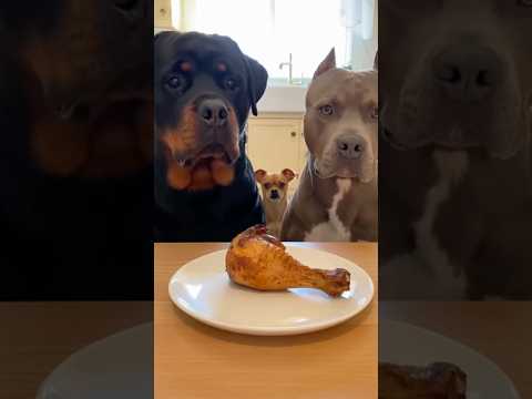 Chihuahua vs. Rottweiler Part 2🐶🤣#chihuahua #rottweiler #dogs #funnyvideo #fyp