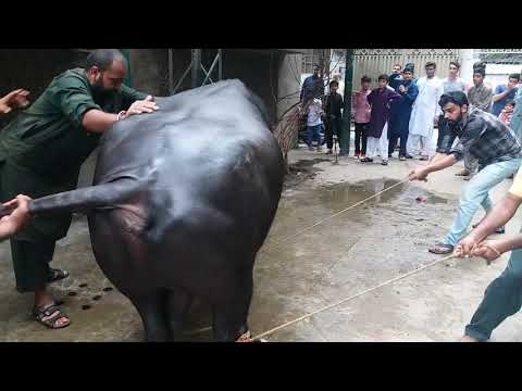 Big bull fighter Qurbani in Misri Shah, Furqan Saeed house
