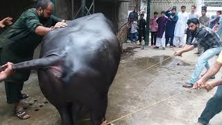 Big bull fighter Qurbani in Misri Shah, Furqan Saeed house Big bull fighter Qurbani in Misri Shah, Furqan Saeed house