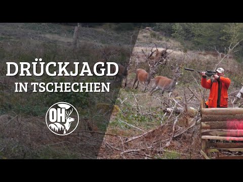 Driven Hunt in the Czech Republic | 2 Days of Pure Excitement!