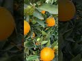 Fruits Healthy Nature Garden Italy Orange Fresh Green Tree