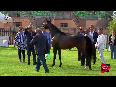 N.80 AG NOBEL DAVIDE - 2017 Italian Nationals - 4-6 Years Old Stallions (Class 10)