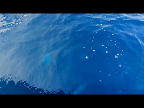 Delfin safari Bali på Bali 2024