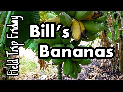 Field Trip Friday- Bill's Bananas (Davie, FL)