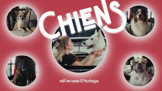 Chiens Lyrics English Translation