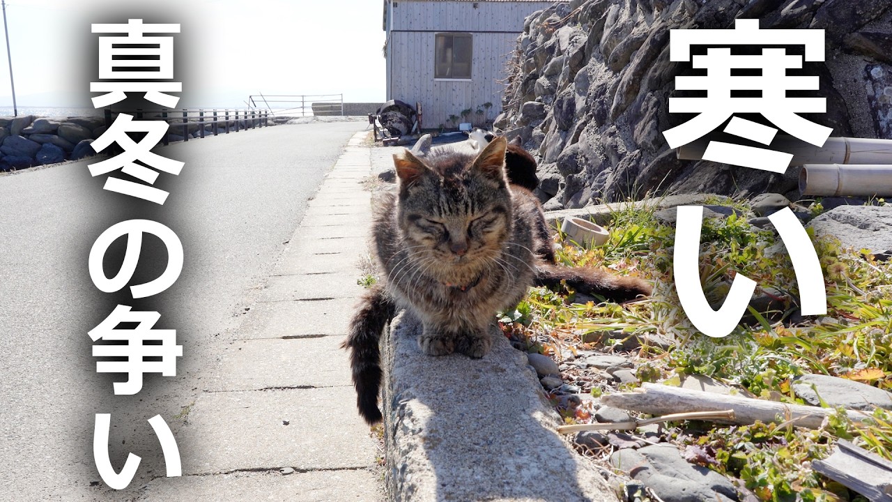 【真冬で生きる野良猫】縄張りに侵入した猫の末路とは…