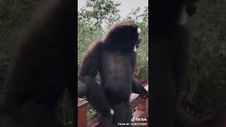 Download lagu WhatsApp Story monyet ngakak 4G mp3