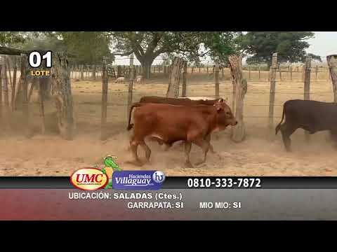 Lote 120 Terneras en Saladas, Corrientes