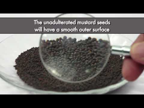 download lagu mp3 mp4 Black Mustard Powder, download lagu Black Mustard Powder gratis, unduh video klip Black Mustard Powder