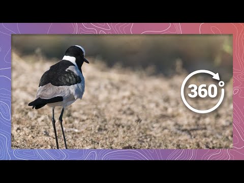 Blacksmith Lapwing Plover Guards Nest | Wildlife in 360 VR