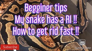 How to fix a (RI) upper respiratory infection in a ball python easy step by step