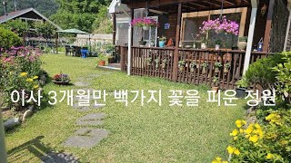 아내가 이사 3개월만에 백가지 꽃을 피운 아름다운 정원