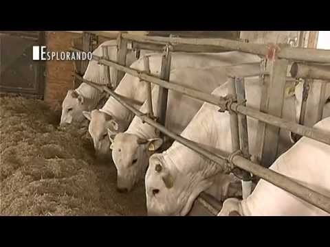 Trattamento congiunto artrosi calcaneare-talare Video fisioterapia cervicale e toracico