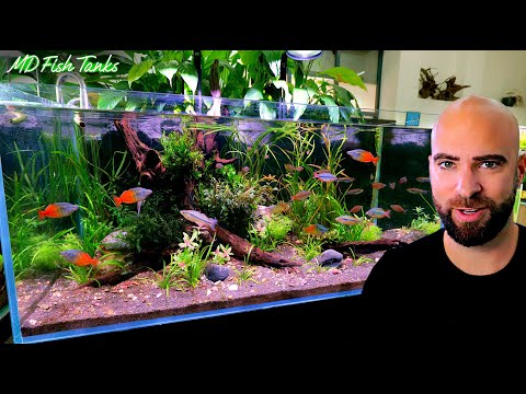 Making A 4ft, Non Co2, Perfect Rainbowfish Natural Style Aquarium